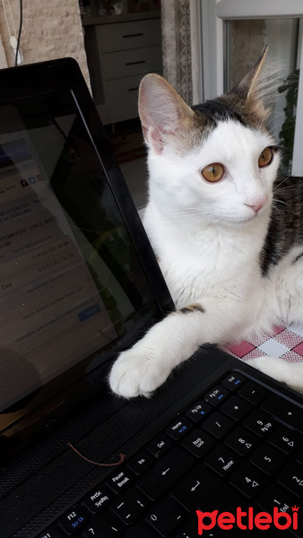 Exotic Shorthair, Kedi  Bulut fotoğrafı