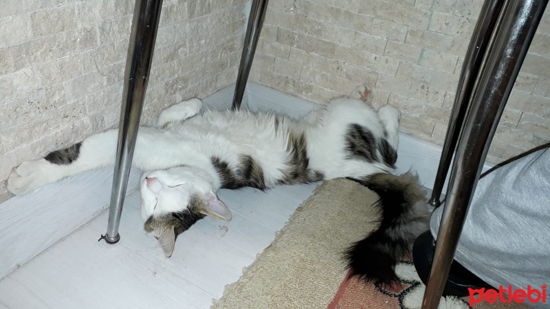 Exotic Shorthair, Kedi  Bulut fotoğrafı