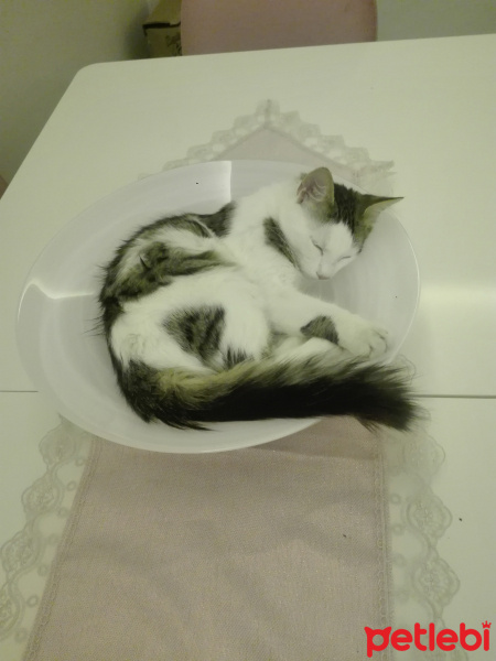 Exotic Shorthair, Kedi  Bulut fotoğrafı