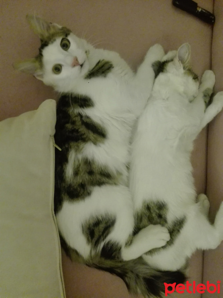 Exotic Shorthair, Kedi  Bulut fotoğrafı