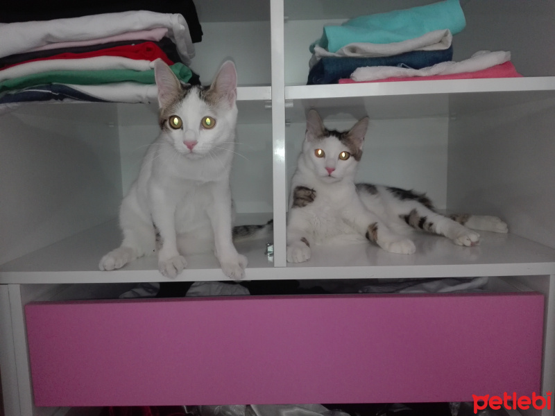 Exotic Shorthair, Kedi  Bulut fotoğrafı