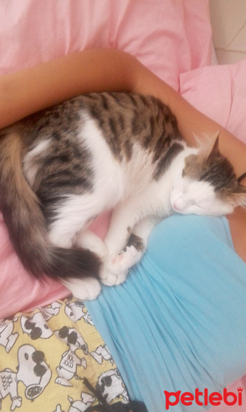 Exotic Shorthair, Kedi  Bulut fotoğrafı