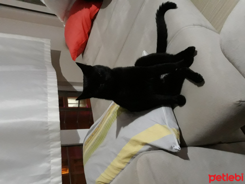 Tekir Kedi, Kedi  Penty fotoğrafı