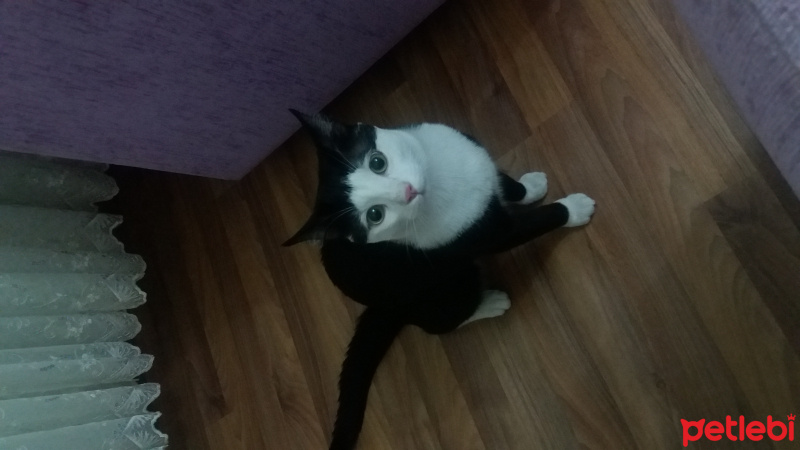 Tuxedo (Smokin) Kedi, Kedi  cafer fotoğrafı