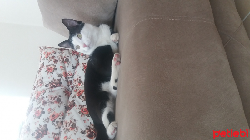 Tuxedo (Smokin) Kedi, Kedi  cafer fotoğrafı