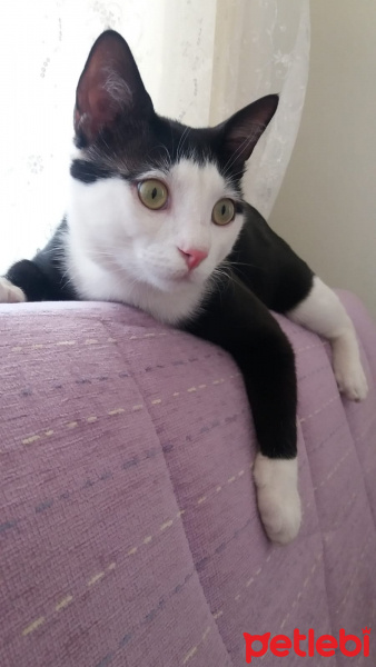 Tuxedo (Smokin) Kedi, Kedi  cafer fotoğrafı
