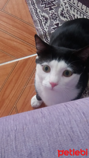 Tuxedo (Smokin) Kedi, Kedi  cafer fotoğrafı