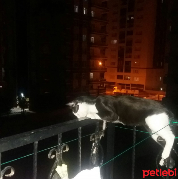 Tuxedo (Smokin) Kedi, Kedi  cafer fotoğrafı