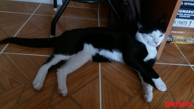 Tuxedo (Smokin) Kedi, Kedi  cafer fotoğrafı