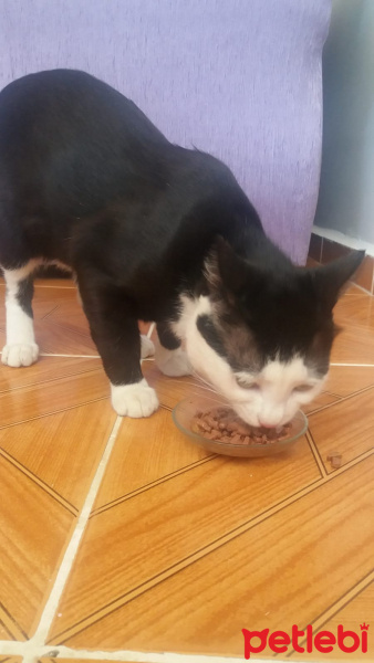 Tuxedo (Smokin) Kedi, Kedi  cafer fotoğrafı