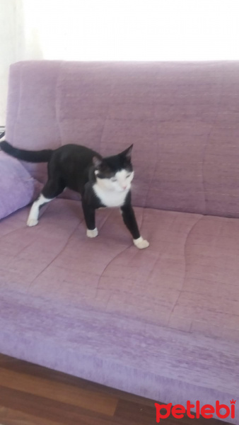 Tuxedo (Smokin) Kedi, Kedi  cafer fotoğrafı