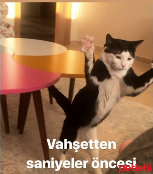 Tuxedo (Smokin) Kedi, Kedi  cafer fotoğrafı