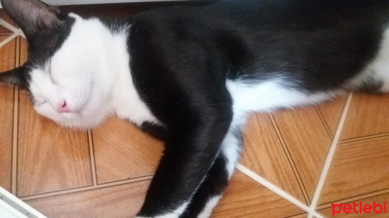 Tuxedo (Smokin) Kedi, Kedi  cafer fotoğrafı