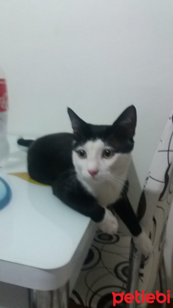 Tuxedo (Smokin) Kedi, Kedi  cafer fotoğrafı