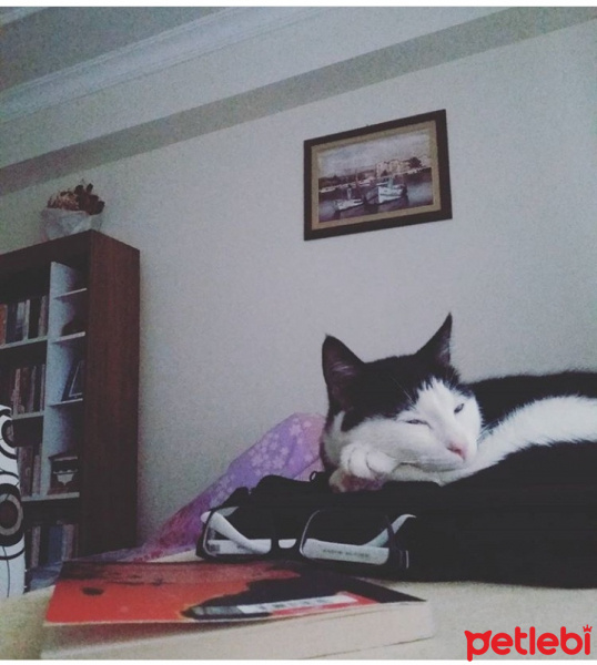 Tuxedo (Smokin) Kedi, Kedi  cafer fotoğrafı