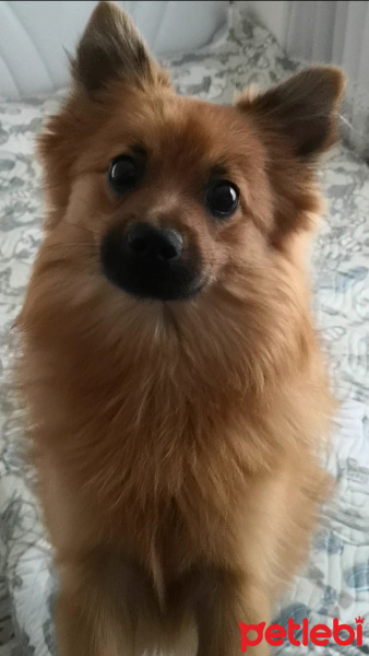 Pomeranyalı, Köpek  Pugi fotoğrafı