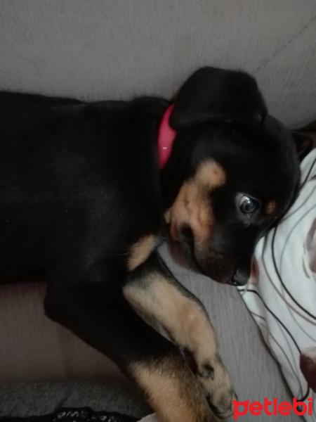 Rottweiler, Köpek  dora fotoğrafı