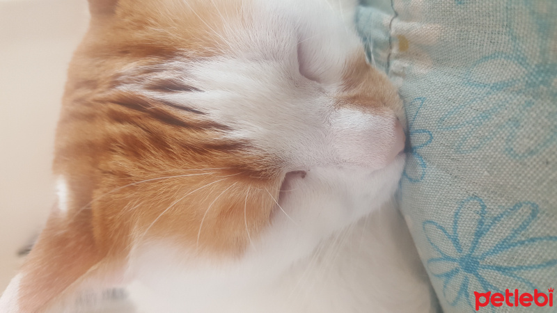 Tekir Kedi, Kedi  İsimsiz fotoğrafı