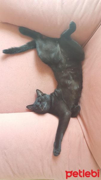 Tekir Kedi, Kedi  İsimsiz fotoğrafı