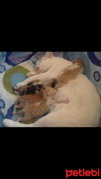 Tekir Kedi, Kedi  İsimsiz fotoğrafı