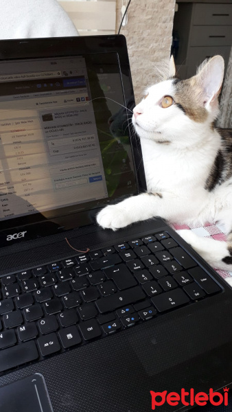Exotic Shorthair, Kedi  Bulut fotoğrafı