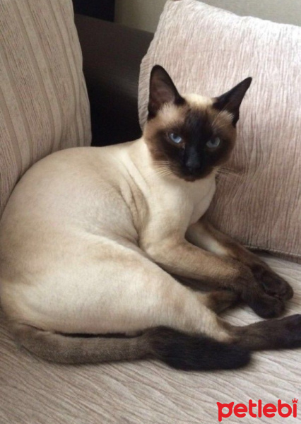 Siyam Kedisi, Kedi  Pofuduk fotoğrafı