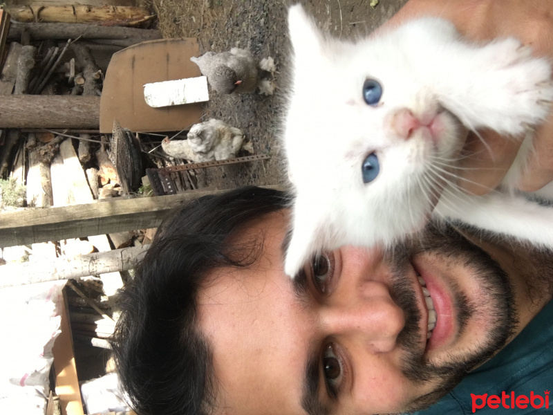 Van Kedisi, Kedi  Miny fotoğrafı