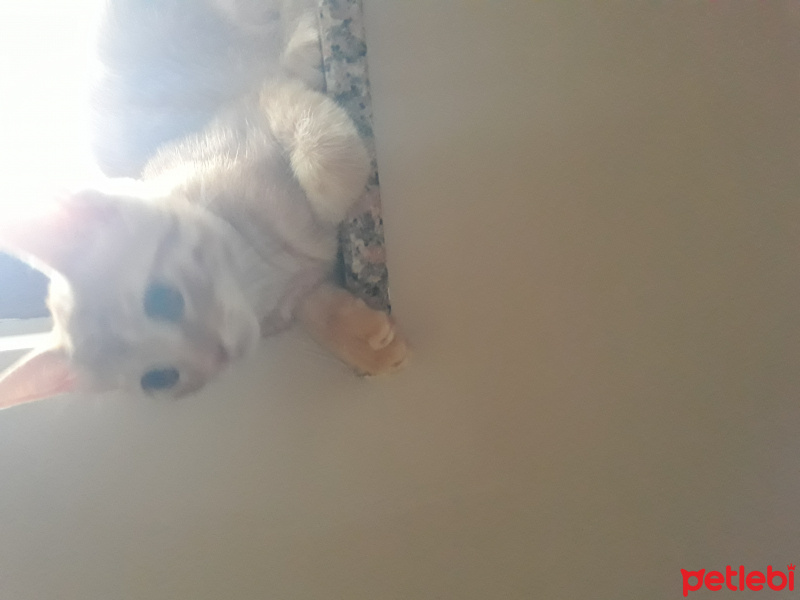 British Shorthair, Kedi  Venüs fotoğrafı