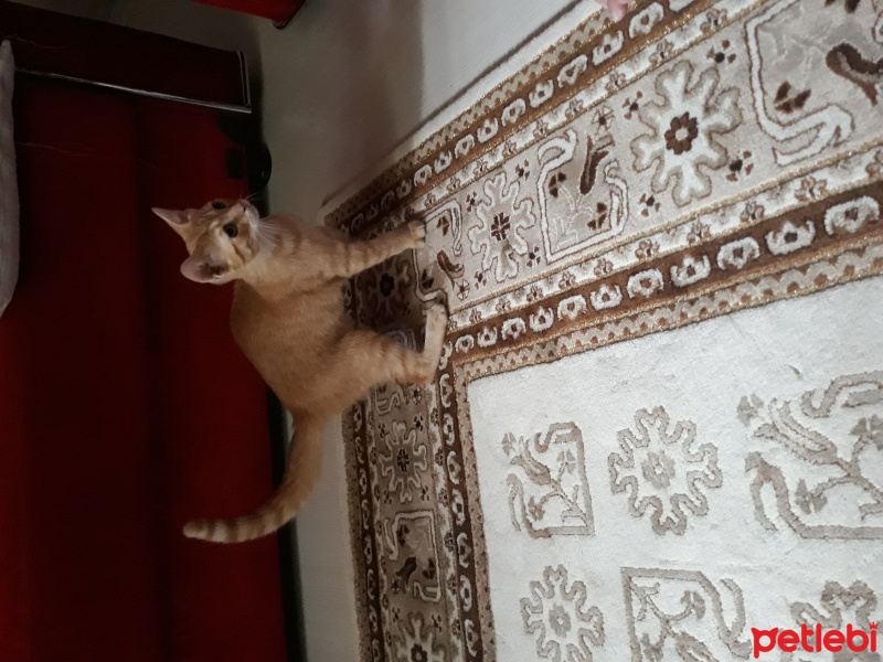 British Shorthair, Kedi  Venüs fotoğrafı