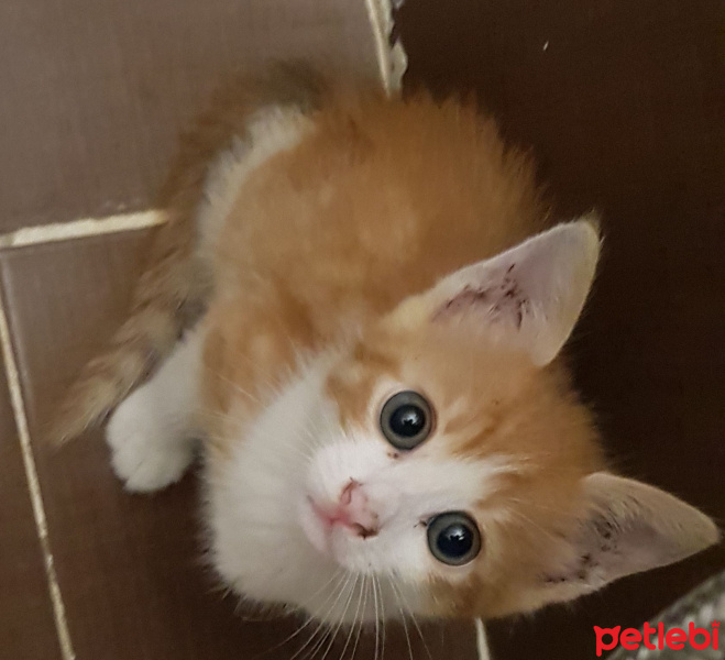 Soke, Kedi  Kupa fotoğrafı