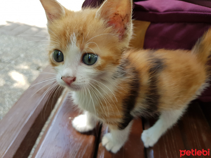 Soke, Kedi  Kupa fotoğrafı