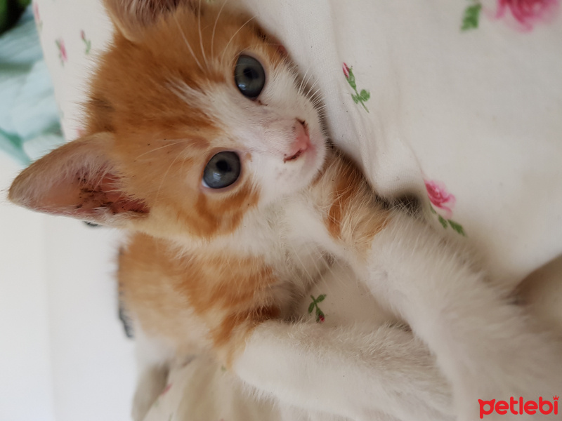 Soke, Kedi  Kupa fotoğrafı