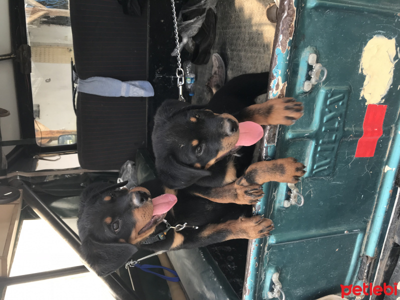 Rottweiler, Köpek  Zeus fotoğrafı