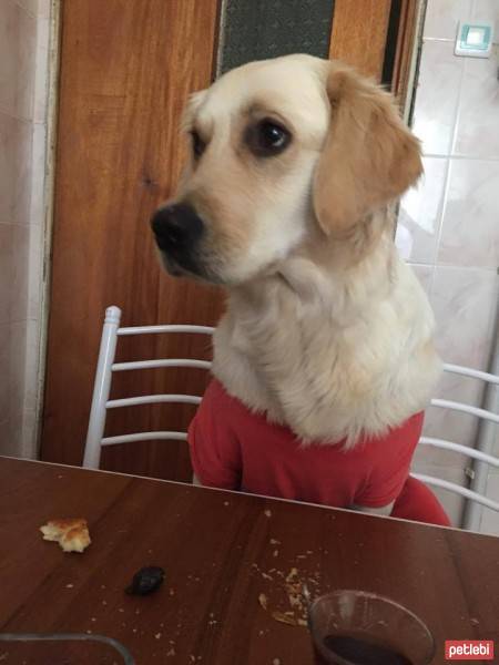 Golden Retriever, Köpek  Mia fotoğrafı