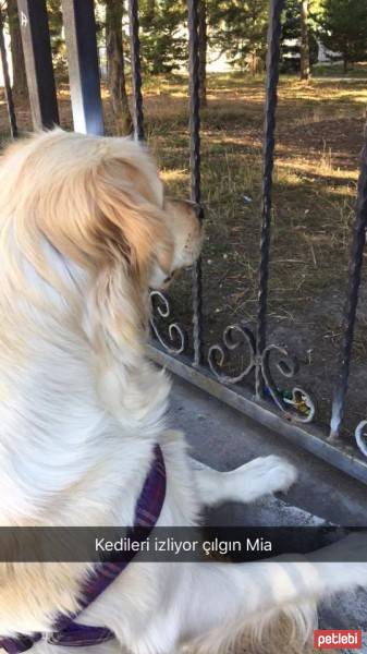 Golden Retriever, Köpek  Mia fotoğrafı