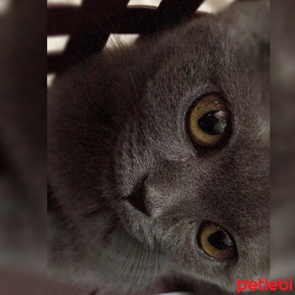 British Shorthair, Kedi  Mi-Cha fotoğrafı