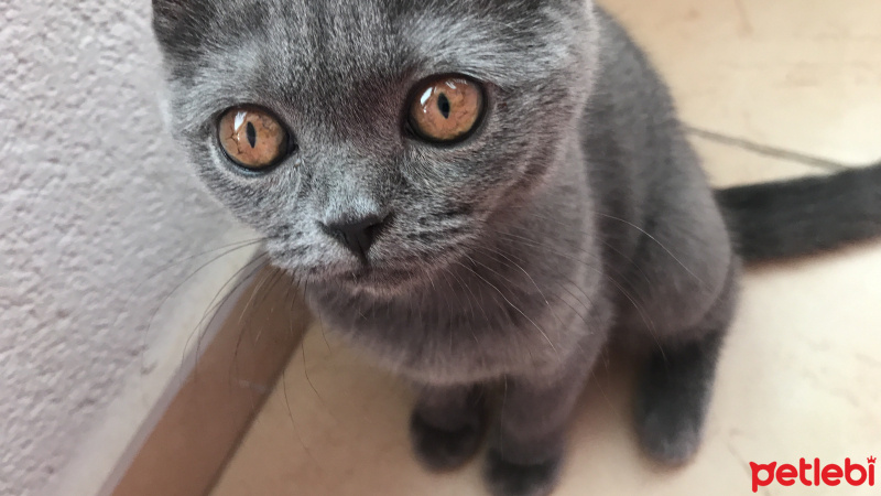 British Shorthair, Kedi  Mi-Cha fotoğrafı