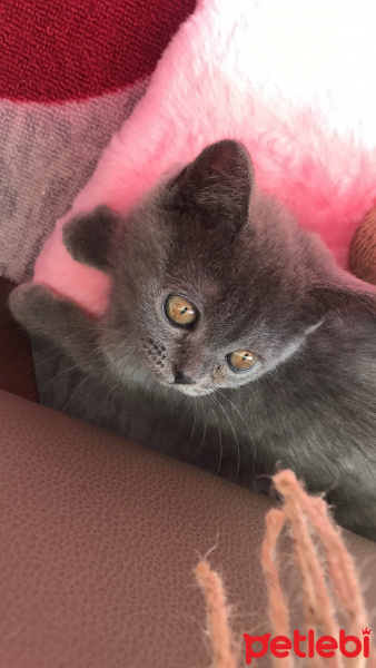 British Shorthair, Kedi  Mi-Cha fotoğrafı