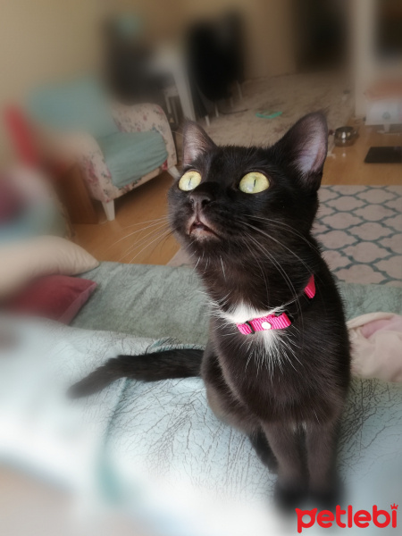 British Shorthair, Kedi  Mi-Cha fotoğrafı