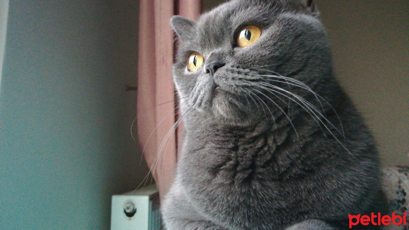 British Shorthair, Kedi  Mi-Cha fotoğrafı