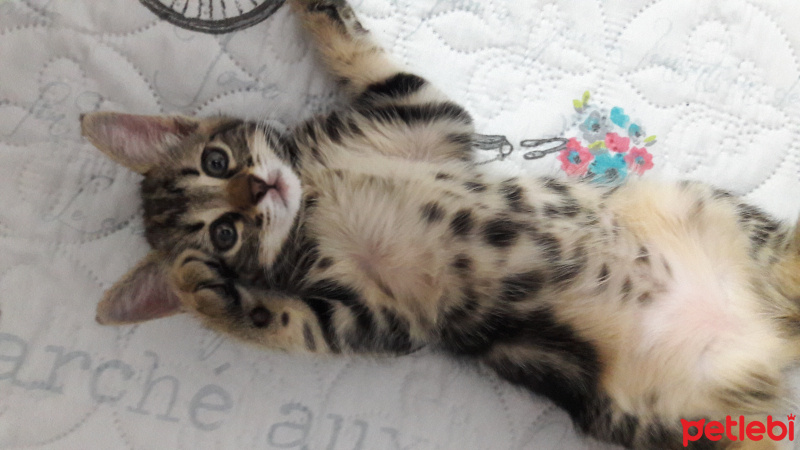 Tekir Kedi, Kedi  Pati fotoğrafı