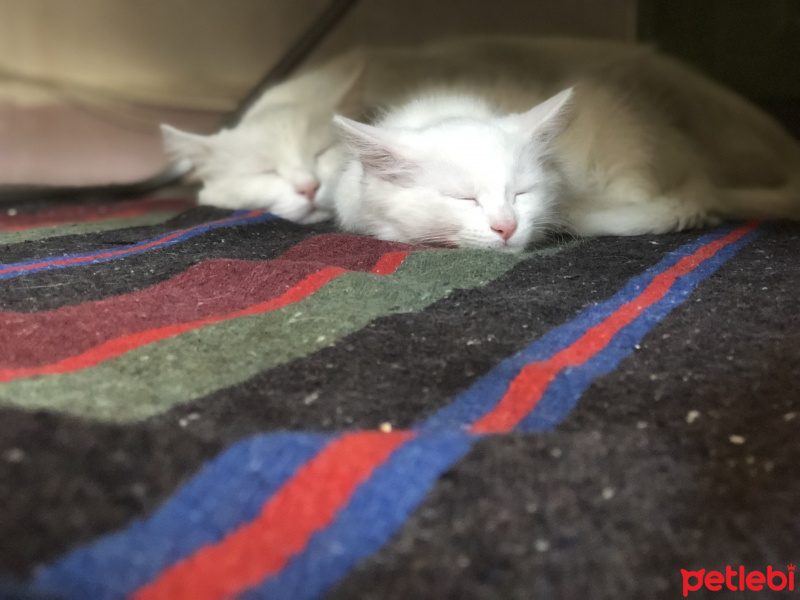 Van Kedisi, Kedi  Pamuk fotoğrafı