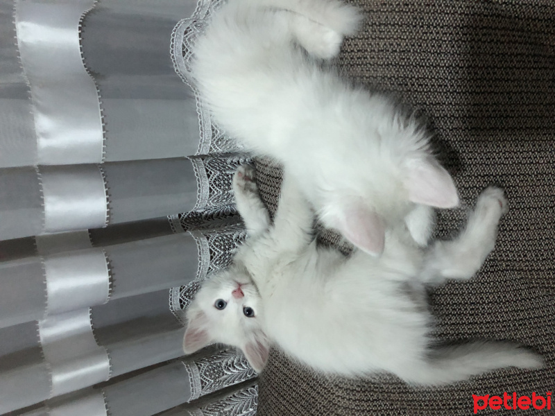 Van Kedisi, Kedi  Pamuk fotoğrafı