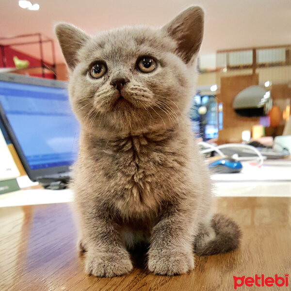 British Shorthair, Kedi  Müezza fotoğrafı