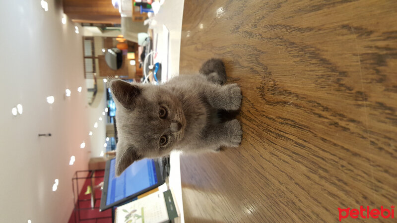 British Shorthair, Kedi  Müezza fotoğrafı