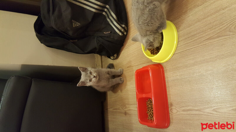 British Shorthair, Kedi  Müezza fotoğrafı