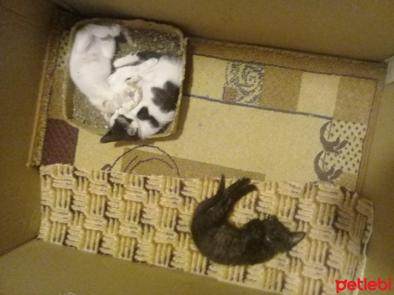 Tekir Kedi, Kedi  benekli zeytin papatya fotoğrafı