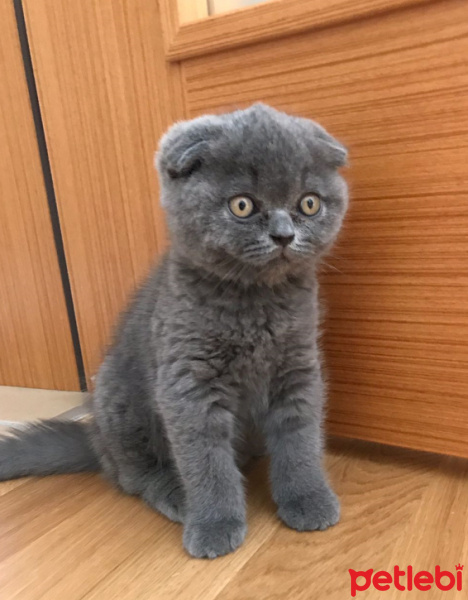 Scottish Fold, Kedi  BOMONTİ fotoğrafı