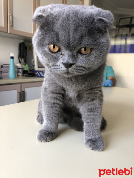 Scottish Fold, Kedi  BOMONTİ fotoğrafı