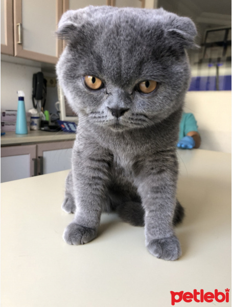 Scottish Fold, Kedi  BOMONTİ fotoğrafı